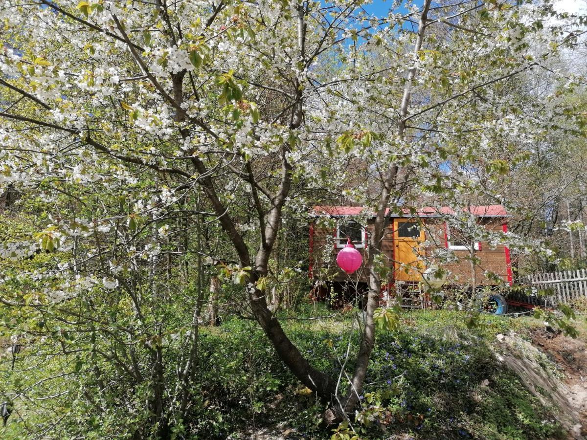 Villa Viriditas Elbingerode  Eksteriør billede